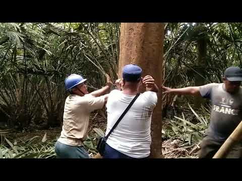 Jenis kayu durian yang super tinggi lurus macam ini tapi bisa menimbulkan perdebatan