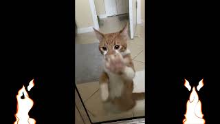 Funniest Cats Dancing to Music by Cats are Jerks 148 views 2 years ago 10 minutes, 6 seconds