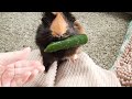 きゅうりを奪って逃走するモルモット　Running Piggy with Cucumber