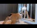 生後2ヶ月の子犬が家族に加わりました！