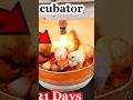 How to hatch eggs at home without incubator // Incubator plastic bucket help sunlight 100% result