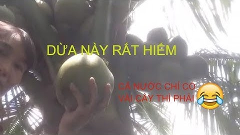 Xem cây dừa hiếm này nhé:uống thử xem sao