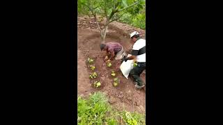 Solucan Gübresi Ile Bitki Dikim Çalışması