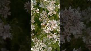 Golden Fields, Buzzing Bees, and Morning Melodies 🌻🐝🐦