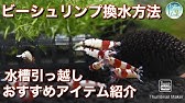 レッドビーシュリンプのポツポツ死が止まらない 助けてください 18 アクアリウム Youtube