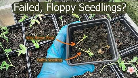 How to Prevent Damping Off Disease: 6 Tips to Keep Your Seedlings Healthy