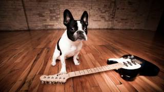 Little Cat Walk - Joe Beier @joebeiermusic
