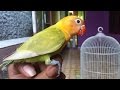 Cara Merawat Burung Lovebird Anakan