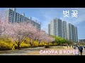 Цветение Сакуры и Магнолии в Южной Корее | No talking