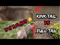 Kink tail vs full tail in exotic bullys is it a flaw
