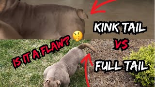 Kink Tail VS Full Tail in EXOTIC BULLYS! Is it a flaw?