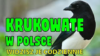 Krukowate w Polsce. 7 inteligentnych gatunków, które spotykasz na co dzień #kruk #ptakipolski Krukowate w Polsce. 7 inteligentnych gatunków, które spotykasz na co dzień #kruk #ptakipolski