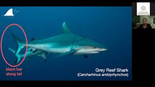The Ultimate Guide to Red Sea Sharks