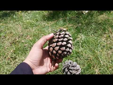 🌲Pine Tree or Chir plant&rsquo;s introduction,care,seed in Urdu/hindi