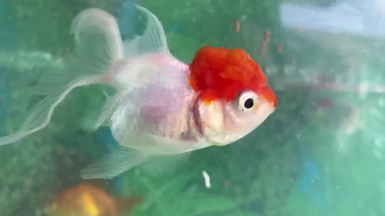 Ikan emas koki - YouTube