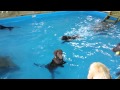 ΞΕΚΑΡΔΙΣΤΙΚΟ VIDEO: Ο σκύλος που δεν νιώθει!! 