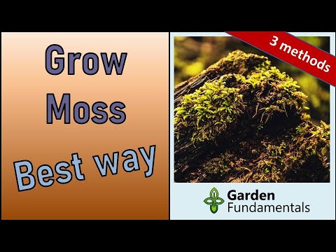 Best Way to Grow Moss in the Garden 🧙🔮🎭 3 Methods Compared