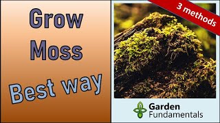 Best Way to Grow Moss in the Garden  3 Methods Compared