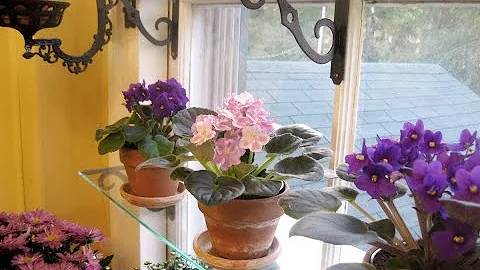 Как разместить дома цветы если нет места на подоконнике