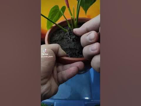 Антуриум. Мужское Счастье. Пересадка. Правильный грунт. - YouTube
