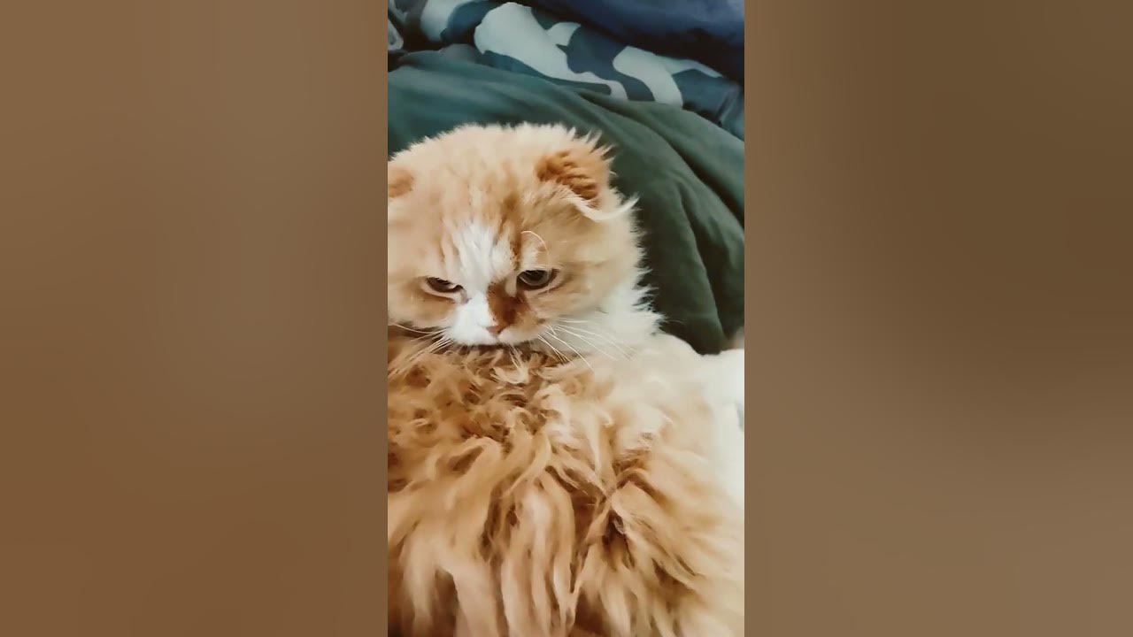 КОШКА 🐱🐱🐱🐱🐱🐱 ЛАНА - YouTube