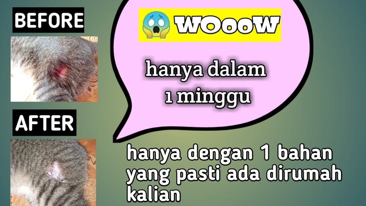 Cara mengobati luka kucing (sembuh dalam seminggu)