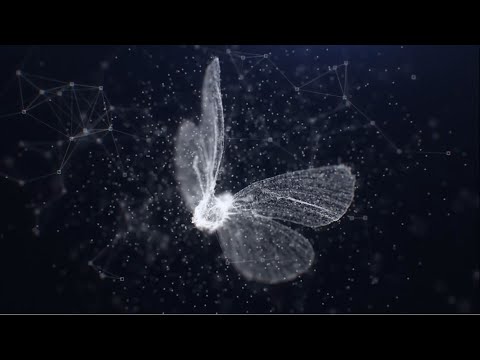 Solar Butterfly Introduction Video 2022