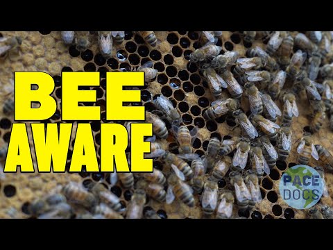 Bee Aware |
