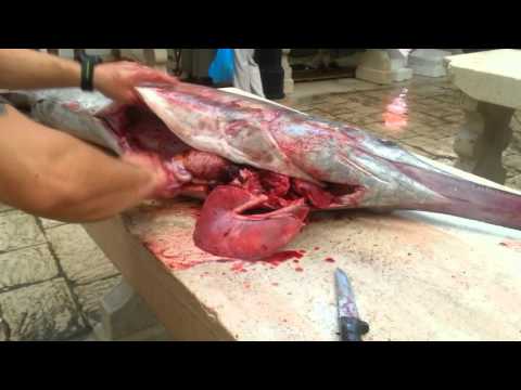 Video: Riba sabljarka. Opis