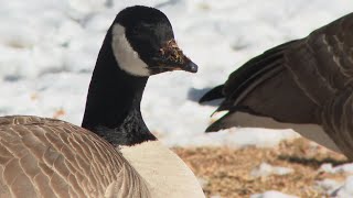 Denver health officials warn residents to stay away from sick, dead birds