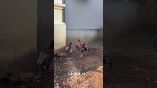 Lứa tiếp #c1 #chicken
