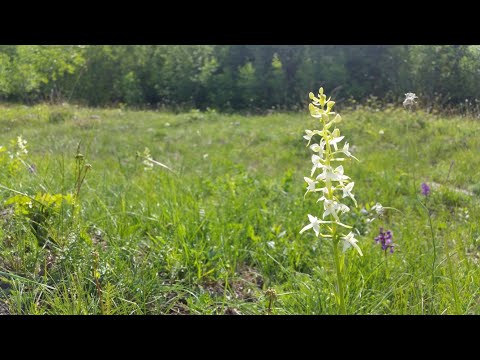 Le orchidee del Parco e i prati ricchi di specie