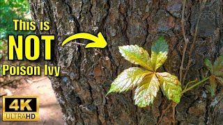 How to Identify Poison Ivy – and Why It’s Often Confused with Virginia Creeper