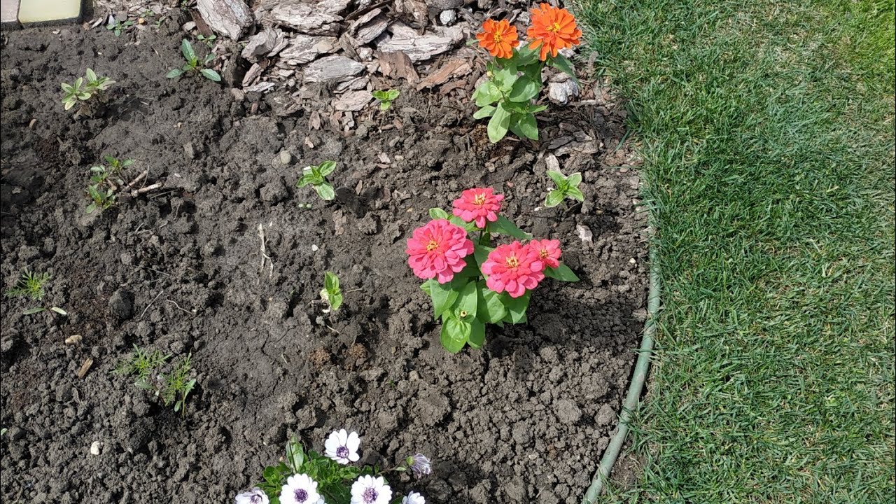 Цветущая клумба - YouTube
