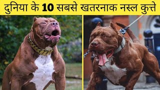Top 10 Most Dangerous Dogs In The World | Part - 3 || EDITOR VIVEK 2009