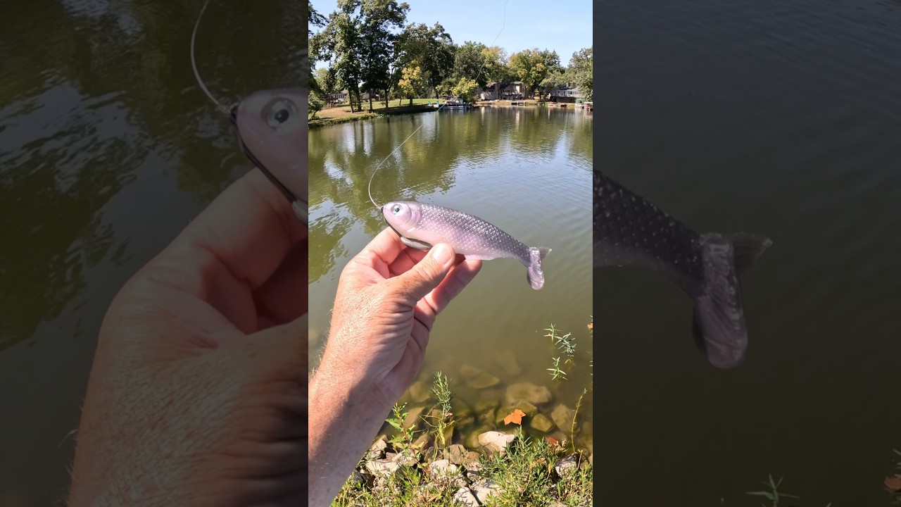 The 6” Boomer Swimbait from Tacklehead Fishing. 