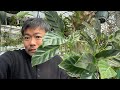 カラテアの植え替えポイント