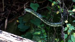 Diamond Python hunts Lyrebird