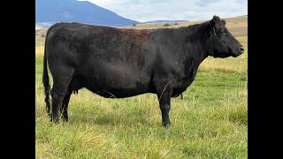 Herd Quitter Minute - Head In The Right Direction