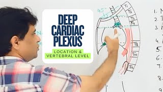 Deep cardiac plexus: location and vertebral level #anatomy