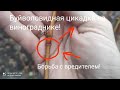 Цикадка на винограднике🍇 Как бороться с вредителем пишем в комментариях!