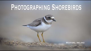 Photographing Shorebirds