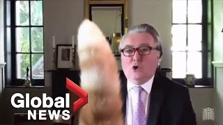 ''Rocco, put your tail down': Cat interrupts virtual UK parliamentary meeting