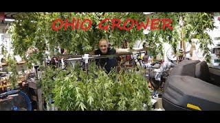 Best Marijuana Genetics! Summer Harvest 2024 & Start of Grow Tent Grow!