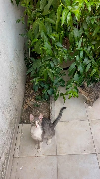 💕Einige meiner Katzen im shorts YouTube