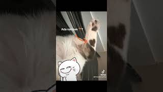 Nampak tak? Klau nampak, boleh kasih \u0026 tekandi sbelah