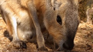 Patagonian Mara (Cavy) In Hd - A Threatened Species