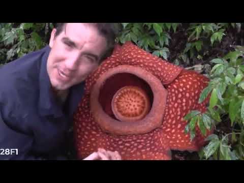 Video: Rafflesia Arnoldi và Amorphophallus Titanium - những bông hoa lớn nhất thế giới