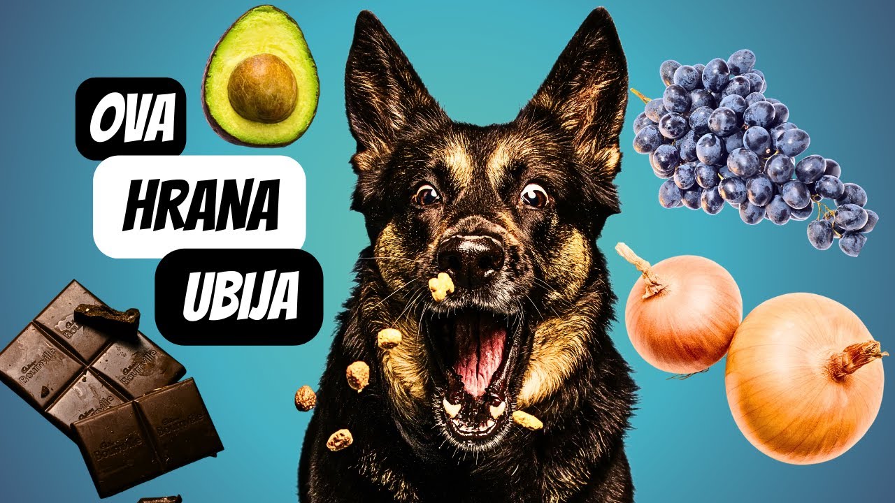 Šta psi ne smeju da jedu? ( SIGURNO IMAŠ OVO U KUHINJI)