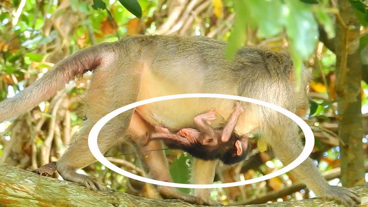 Congratulation Jade! Jade give a birth new baby today, Welcome new member baby new born